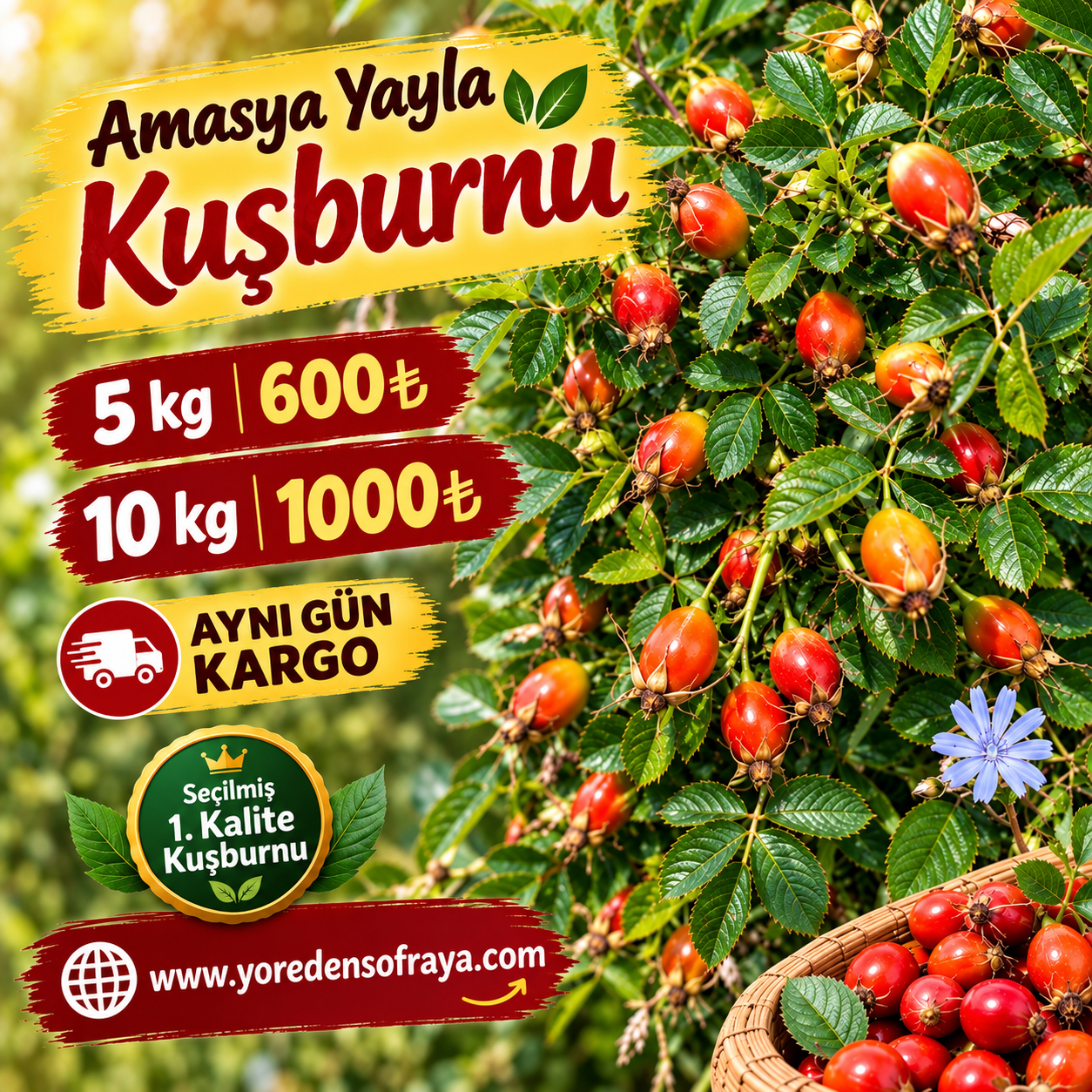 Yaş Kuşburnu