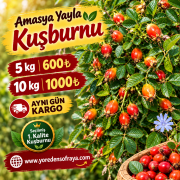 Yaş Kuşburnu